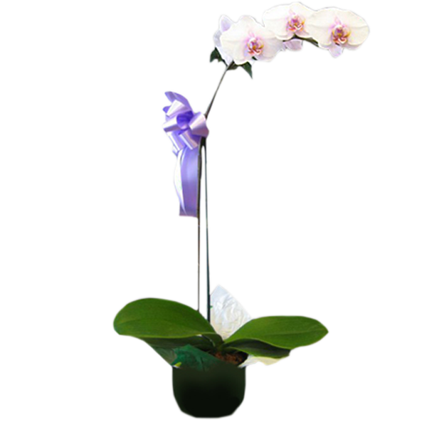 Phalaenopsis Orchid Plant Flower Delivery Muncie Normandy Flower Shop